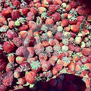 First Strawberry ðŸ“ðŸ“